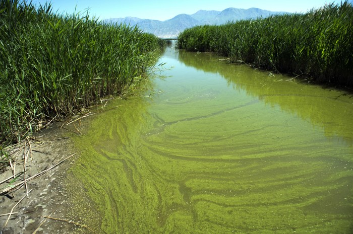 Algae toxic green blue blooms bloom water algal warming researchers say bay effects drives spread provo nut toxins health story