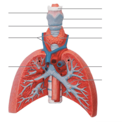 Anatomy of reproductive system review sheet 42