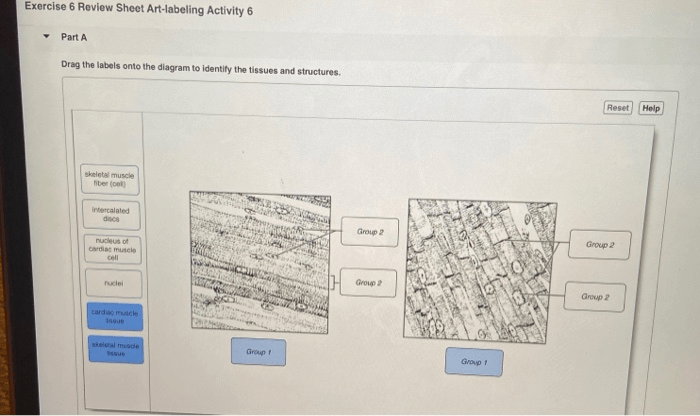 Exercise 6 review sheet art-labeling activity 4