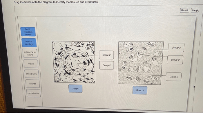 Labeling tissues epithelial columnar ciliated pseudostratified mucosa connective cilia membrane layer