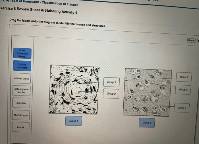 Exercise 6 review sheet art-labeling activity 4